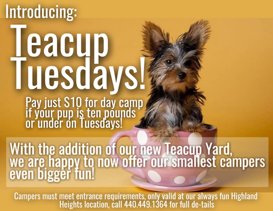 Teacup Tuesdays Special Offer